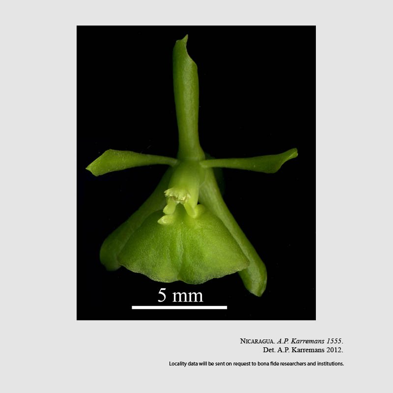 Epidendrum trialatum